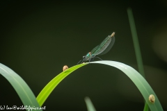 Blue Green Damselfly on Reed Back View