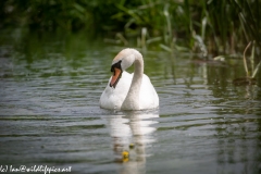 Mute Swan on River Front View