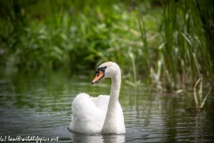 Mute Swan on River Front View