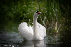 Mute Swan on River Front View