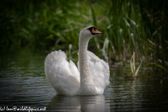 Mute Swan on River Front View