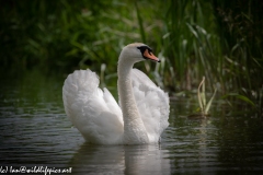 Mute Swan on River Front View