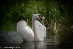 Mute Swan on River Front View