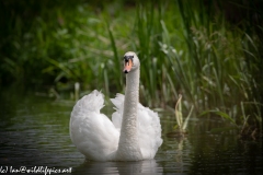 Mute Swan on River Front View