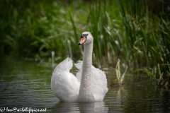 Mute Swan on River Front View