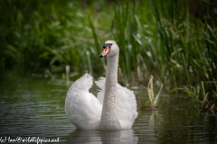 Mute Swan on River Front View