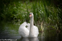 Mute Swan on River Front View