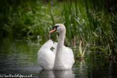 Mute Swan on River Front View