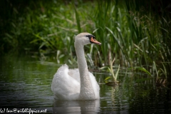 Mute Swan on River Front View