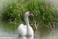 Mute Swan on River Front View