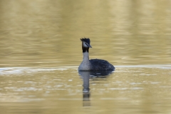 Great Crested Grebe