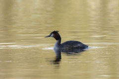 Great Crested Grebe