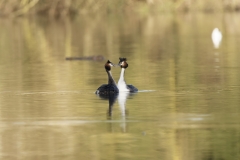 Great Crested Grebes