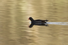 Moorhen