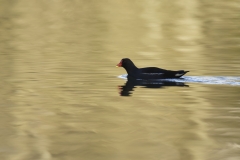 Moorhen