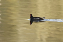 Moorhen