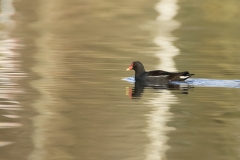 Moorhen