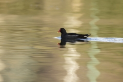 Moorhen