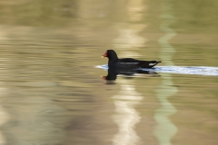 Moorhen