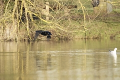 Cormorant in Flight