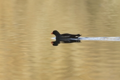 Moorhen