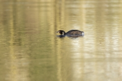 Great Crested Grebe