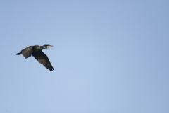 Cormorant in Flight