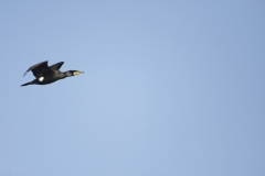 Cormorant in Flight