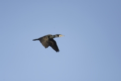 Cormorant in Flight