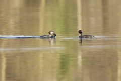 Great Crested Grebes Courtship Dance