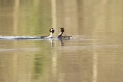 Great Crested Grebes Courtship Dance