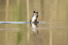 Great Crested Grebes Courtship Dance