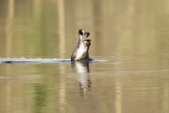 Great Crested Grebes Courtship Dance