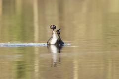 Great Crested Grebes Courtship Dance