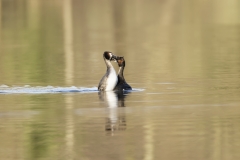 Great Crested Grebes Courtship Dance