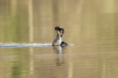 Great Crested Grebes Courtship Dance