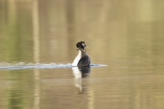 Great Crested Grebes Courtship Dance