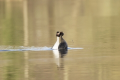 Great Crested Grebes Courtship Dance