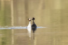 Great Crested Grebes Courtship Dance