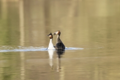 Great Crested Grebes Courtship Dance