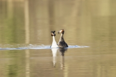 Great Crested Grebes Courtship Dance