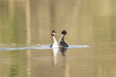 Great Crested Grebes Courtship Dance