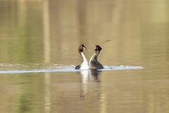 Great Crested Grebes Courtship Dance