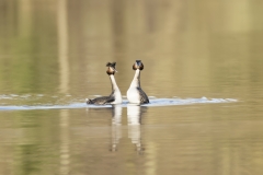 Great Crested Grebes Courtship Dance
