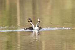 Great Crested Grebes Courtship Dance