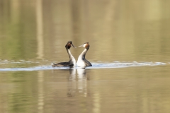 Great Crested Grebes Courtship Dance