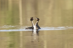 Great Crested Grebes Courtship Dance