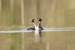 Great Crested Grebes Courtship Dance