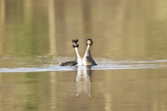 Great Crested Grebes Courtship Dance