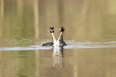 Great Crested Grebes Courtship Dance